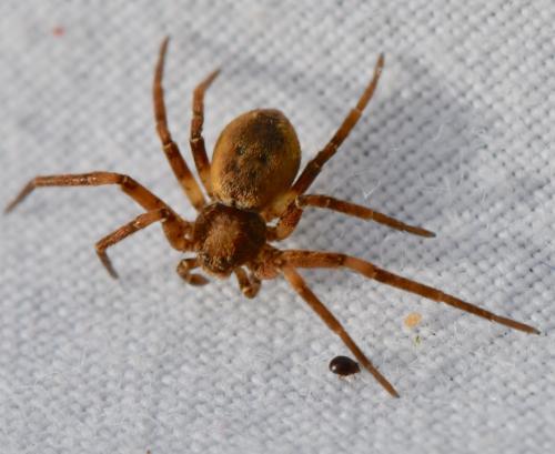 Réf. 337 250 : Philodromus sp.